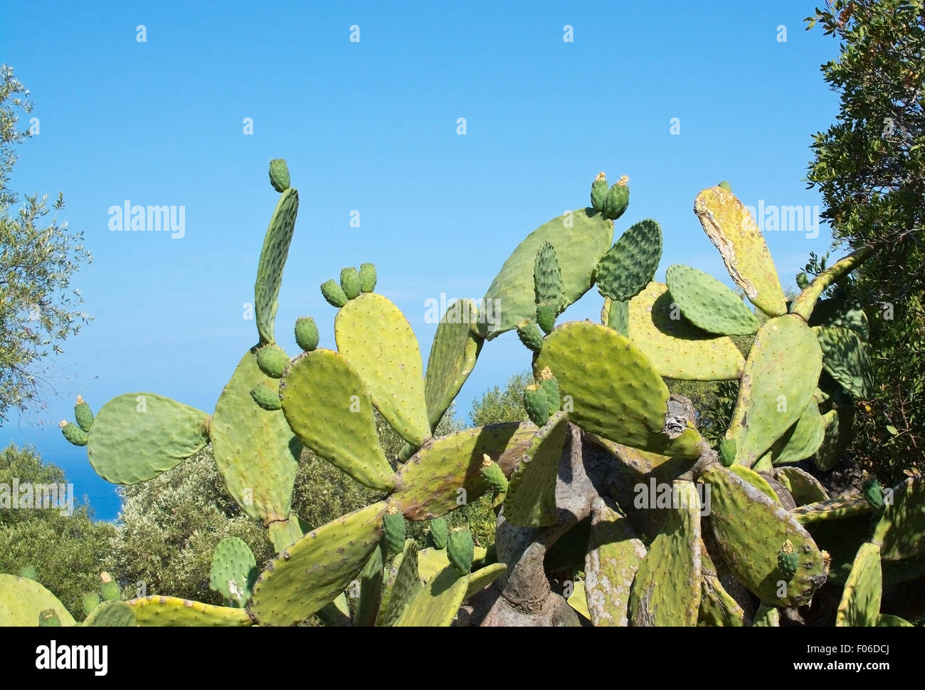 kaktus stencil Cactus Repeat Stencil