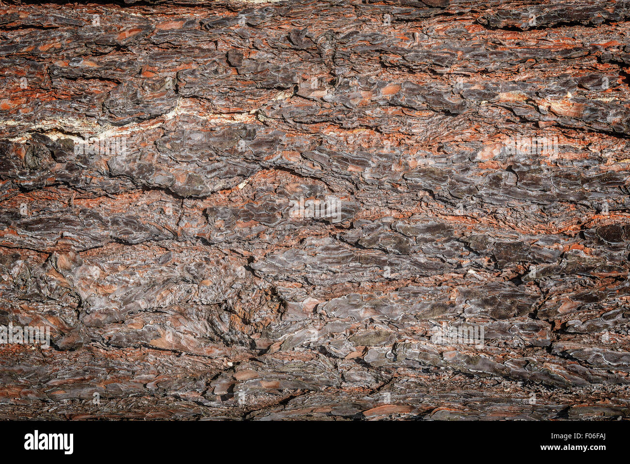 Baum-Rinde-Textur. Stockfoto