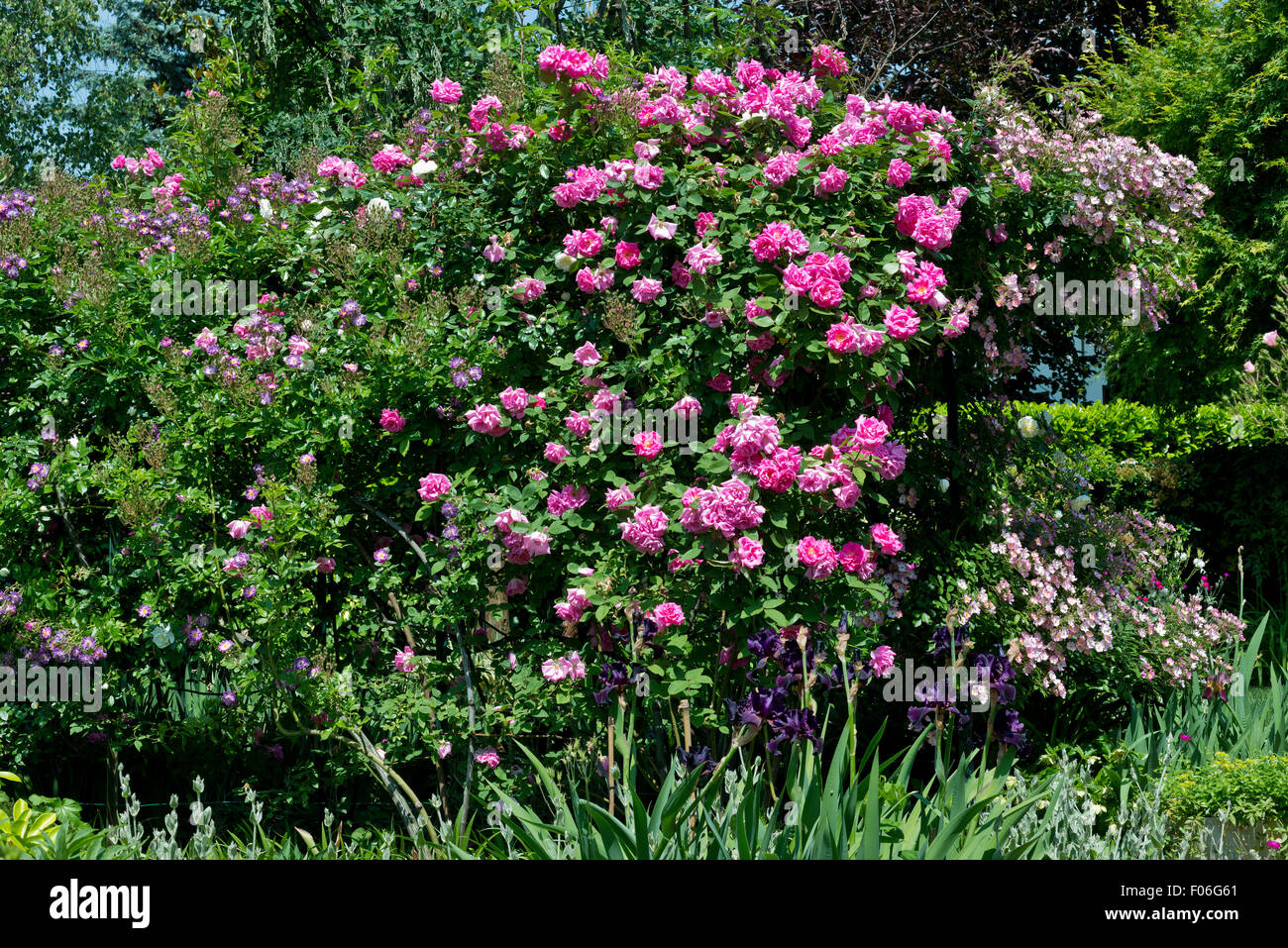 Einen Rosengarten Stockfoto