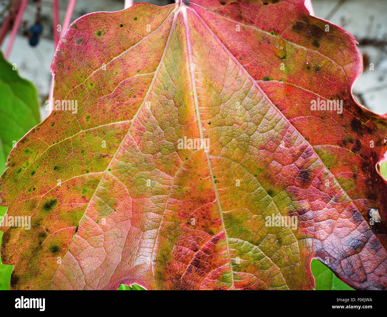 Blätter der Partenocissus Tricuspidata im Herbst. Wundervolle Farben Stockfoto