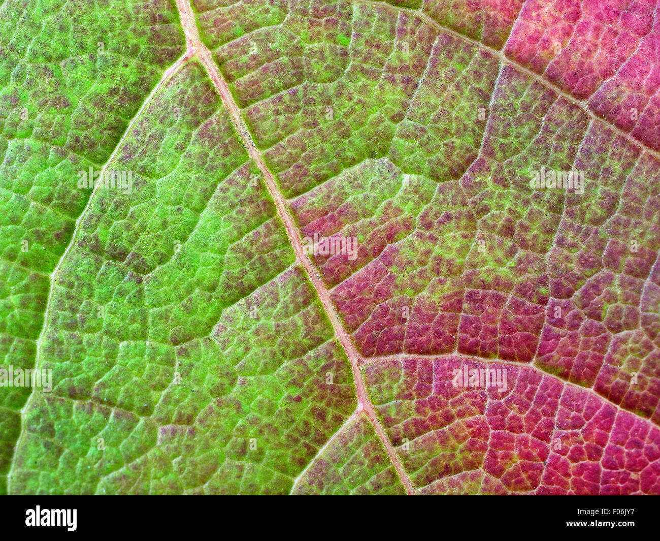 Blätter der Partenocissus Tricuspidata im Herbst. Wundervolle Farben Stockfoto