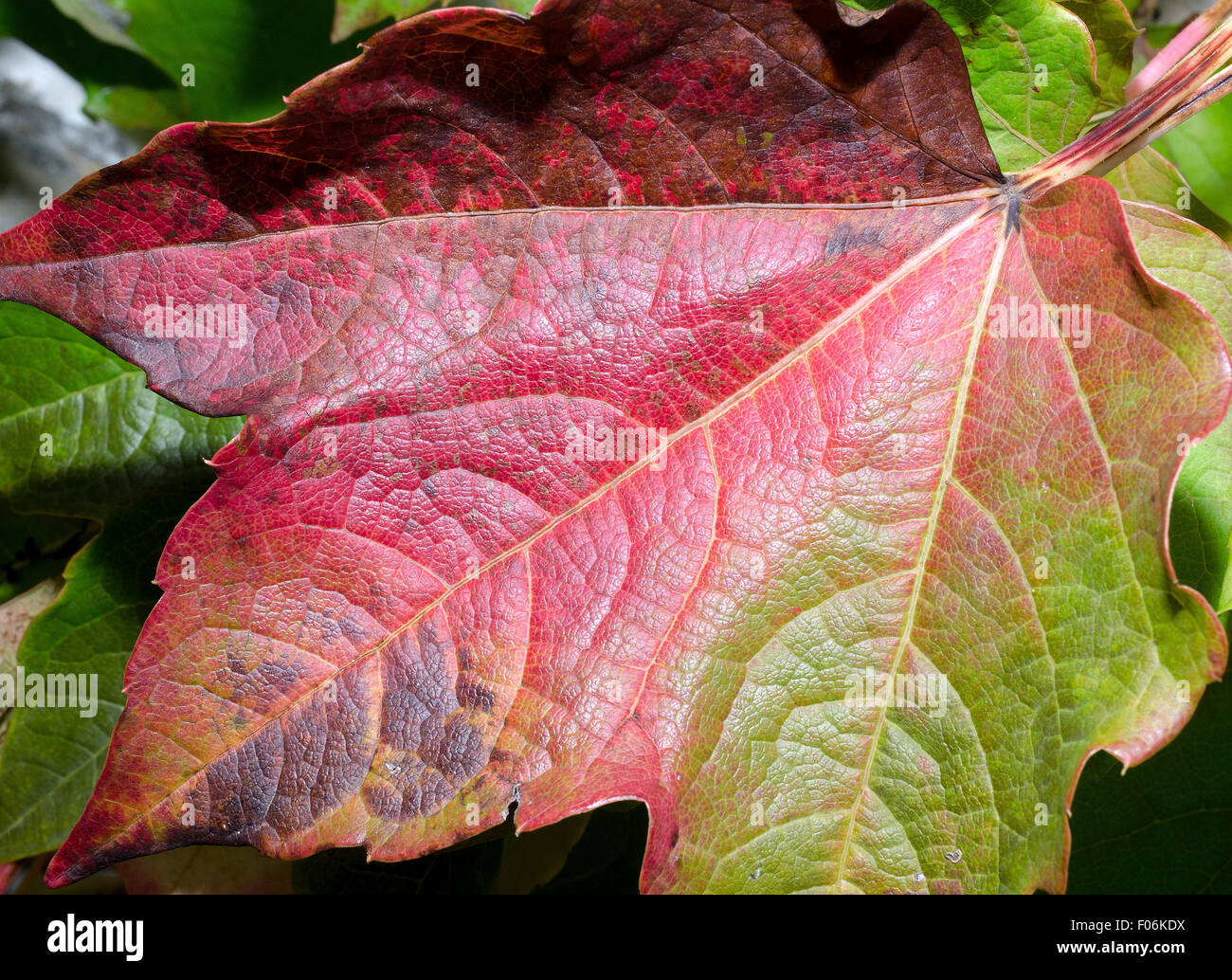 Blätter der Partenocissus Tricuspidata im Herbst. Wunderbare Farben. Stockfoto