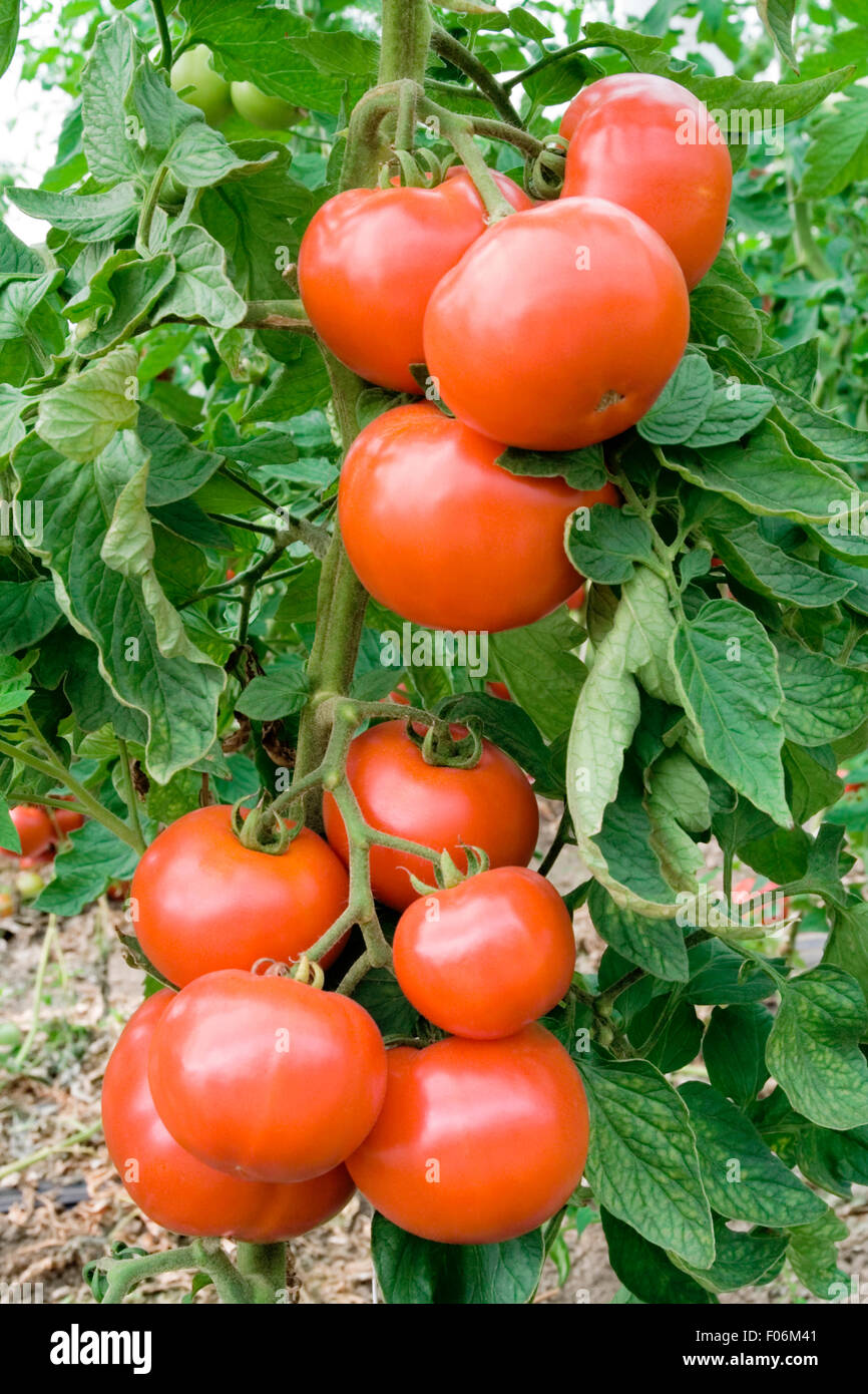 Frische Tomaten auf dem Ast Stockfoto