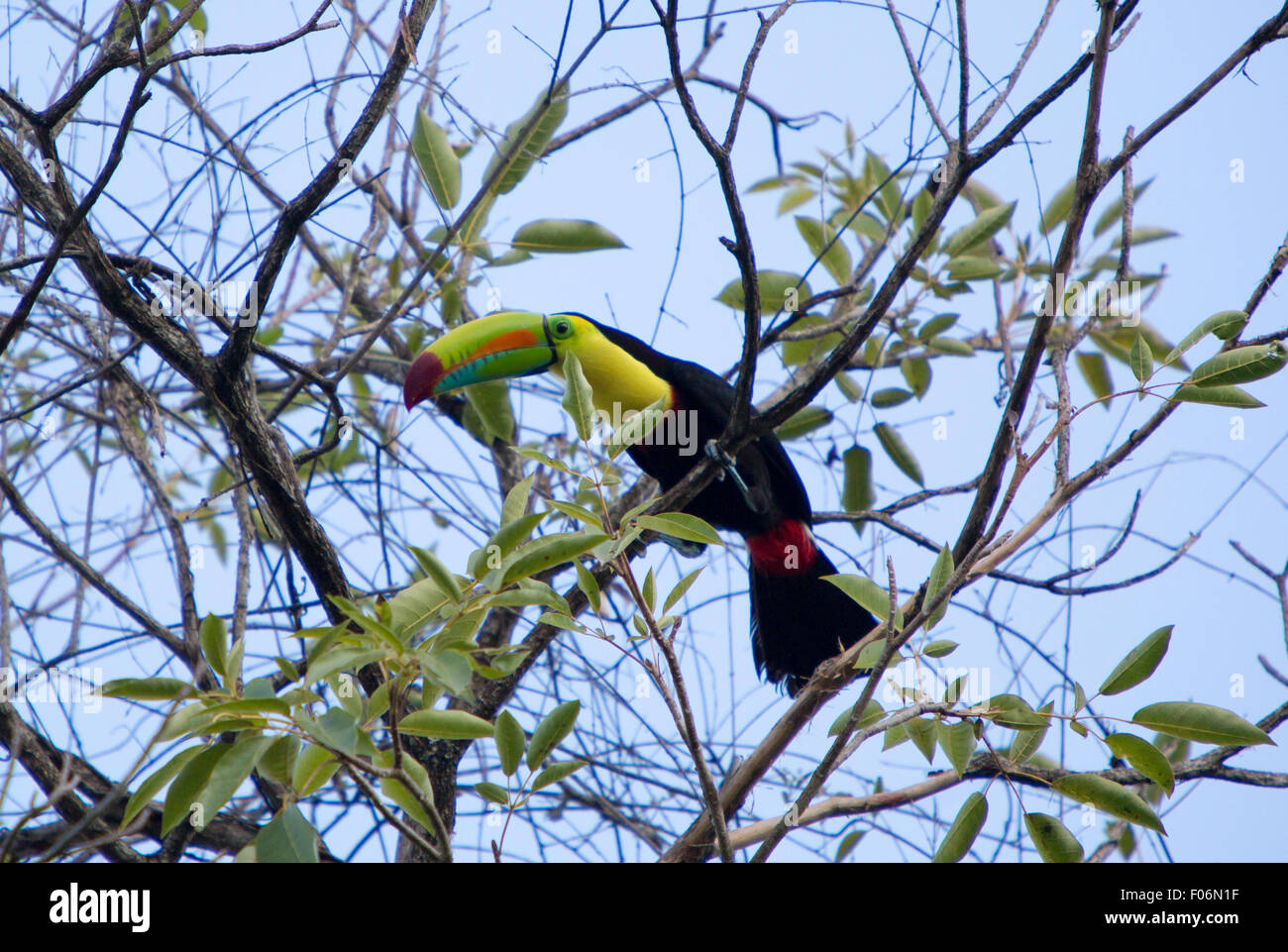 Kiel in Rechnung gestellt Toucan auf seinem Baum aus Mittelamerika. In den frühen Morgenstunden in Minca, gesehen. Kolumbien Stockfoto