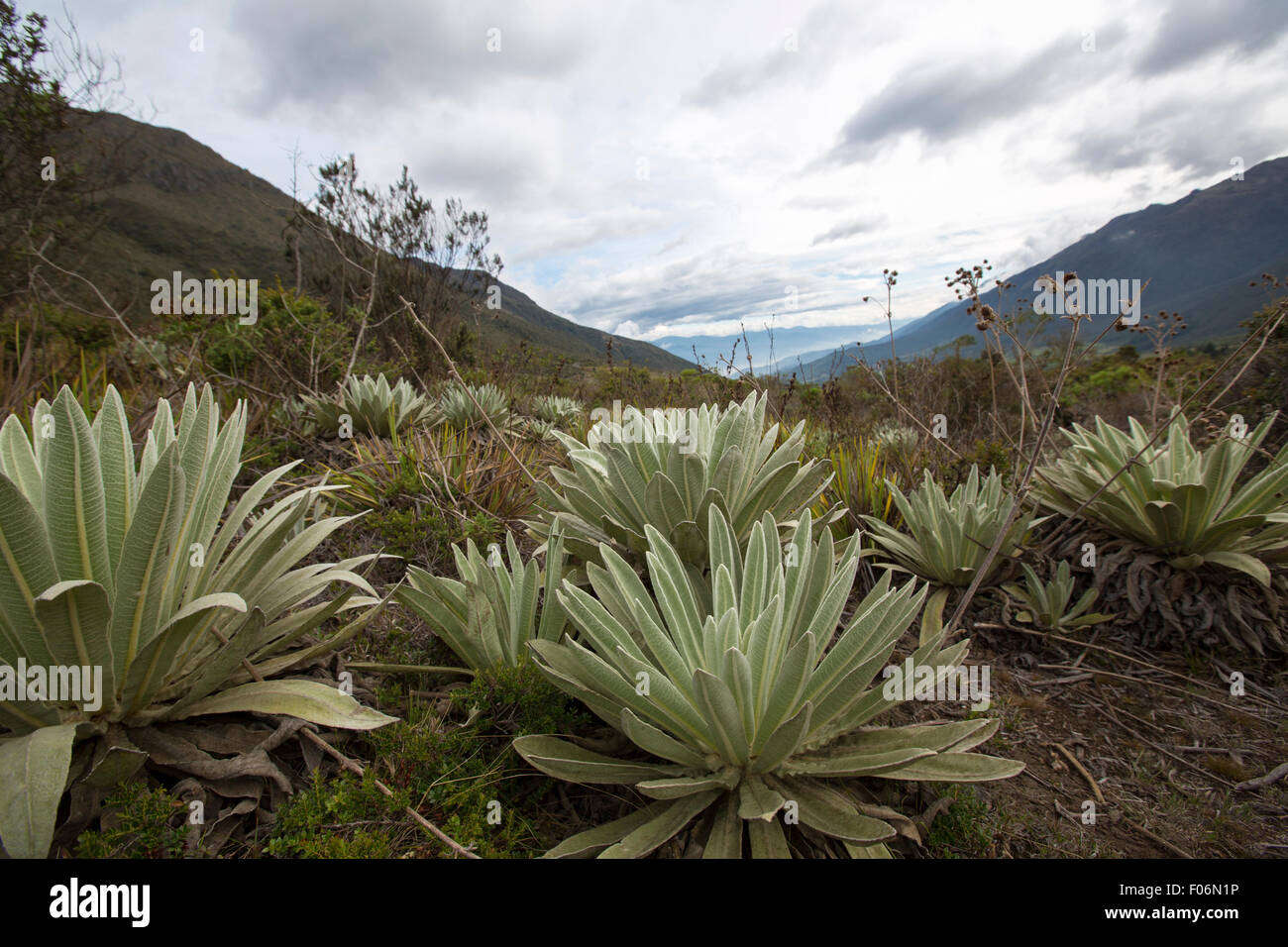 Blick auf die Paramos, endemische Pflanzen, Berg in der Nähe von Merida. Einzigartiges Ökosystem gefunden in den Anden von Venezuela, Kolumbien, Ecuador, Stockfoto