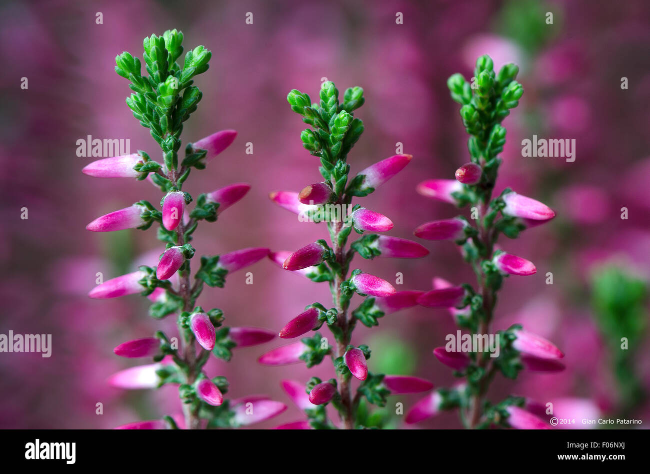 Blumen von Calluna vulgaris Stockfoto