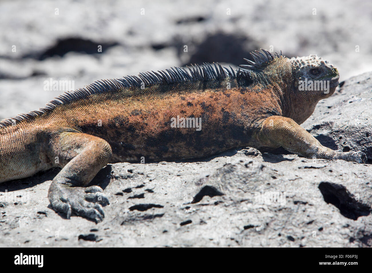 Marine Iguana auf den Galapagos Inseln Stockfoto