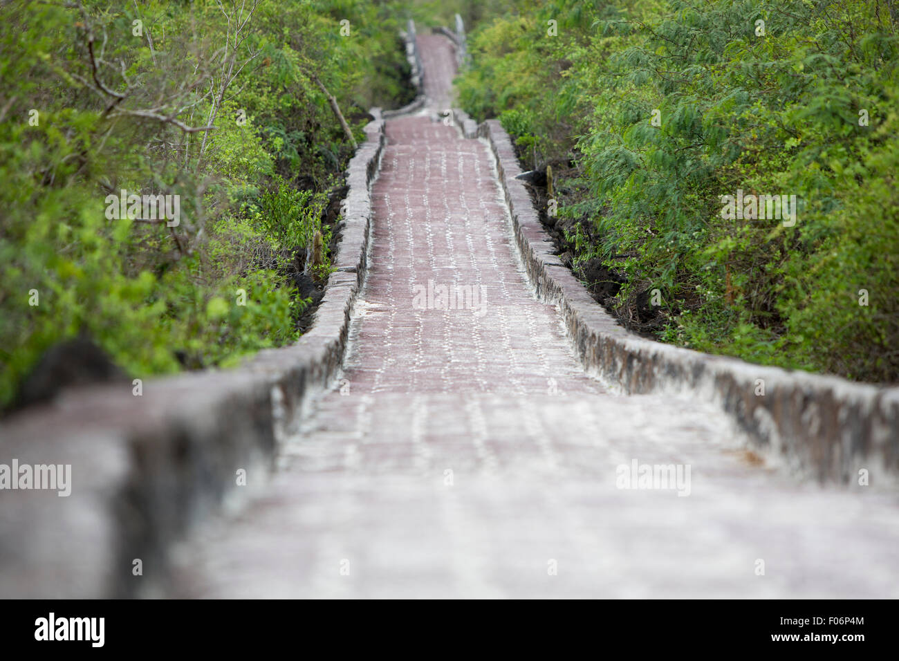 Gepflasterten Weg an den Strand von Tortuga Bay in Puerto Ayora. Galapagos-Inseln, Ecuador 2015 Stockfoto