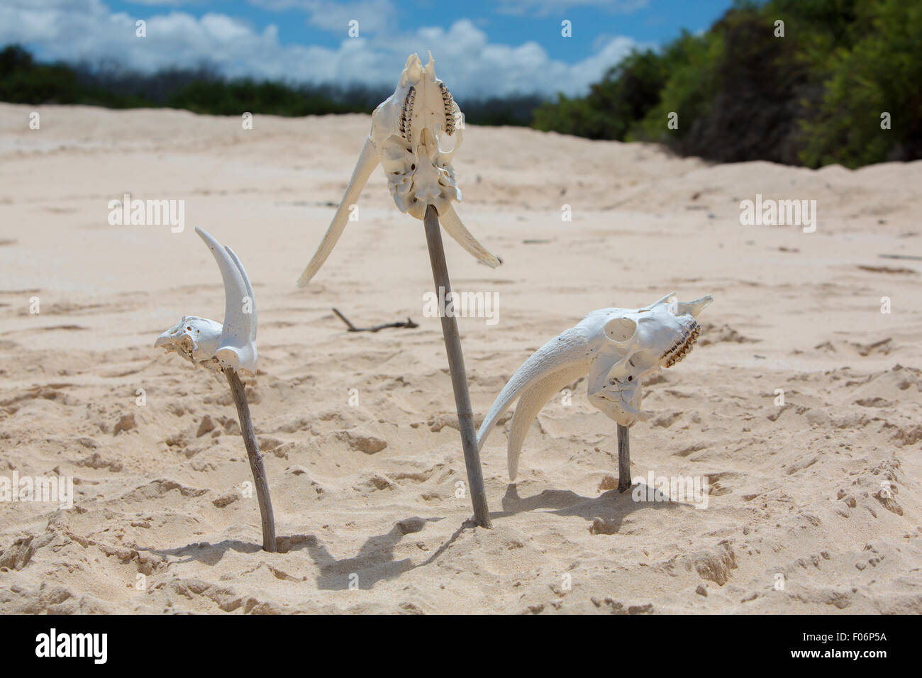 Tierische weißen Schädel Kopf Knochen am wilden Strand, Galapagos Stockfoto