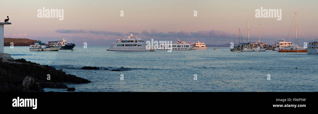 Panorama von Sonnenuntergang, ein Pelikan und Kreuzfahrt Schiffe in den Hafen von Puerto Ayora. Galapagos Stockfoto