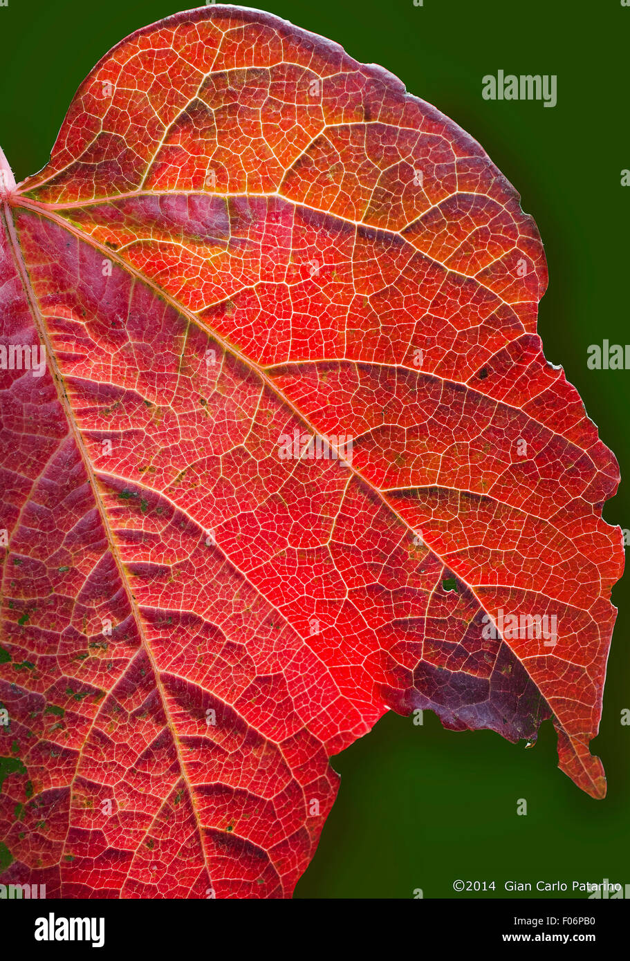 Blatt der Partenocissus Tricuspidata im Herbst. Wunderbare Farben. Stockfoto