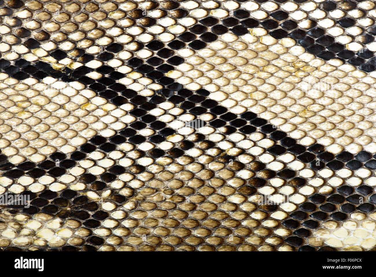Snake Skin Python für Hintergrund Stockfoto