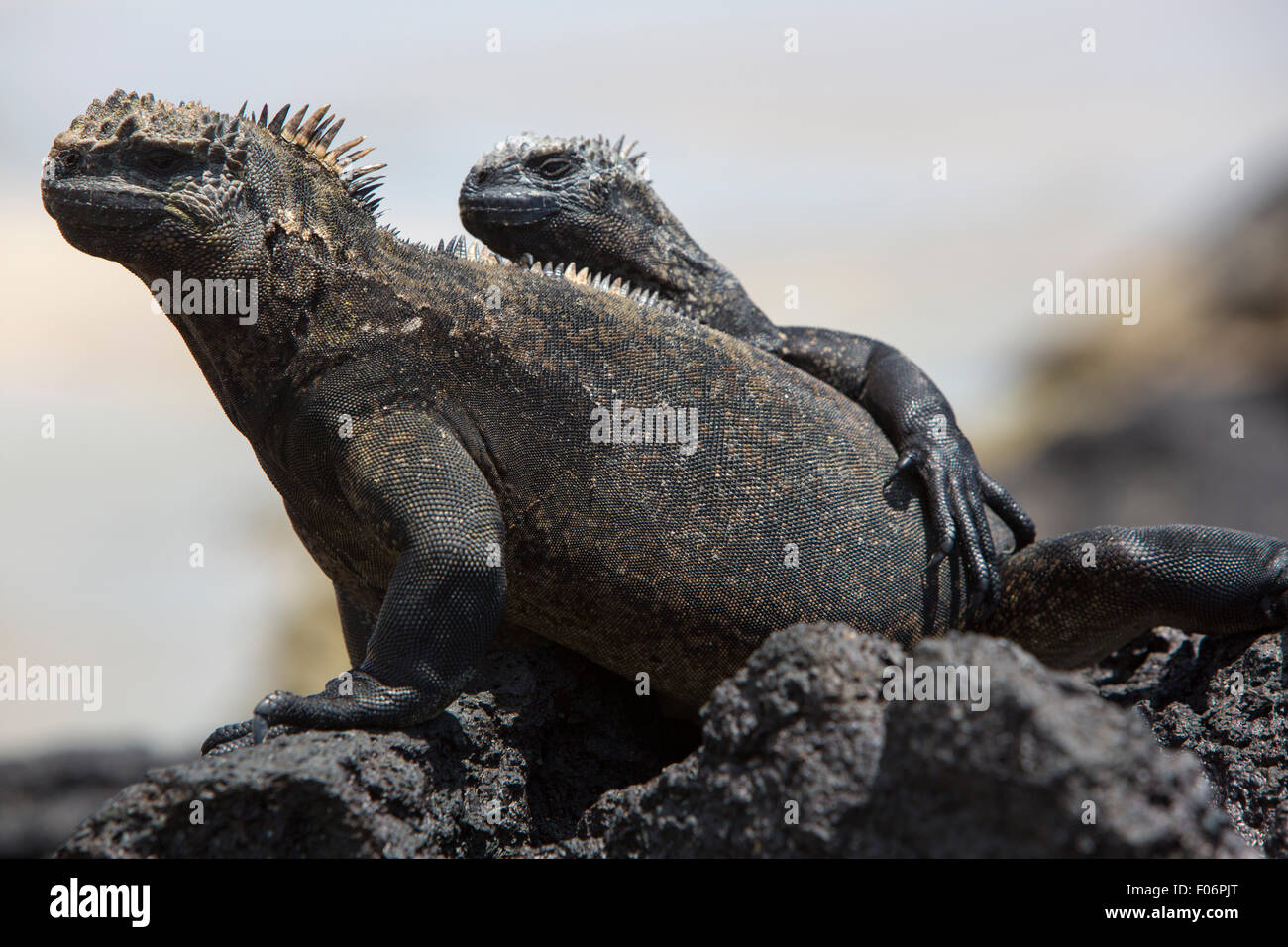 Meerechsen Verlegung auf einem Felsen in der Nähe von Strand von Puerto Villamil auf Isla Isabela. Galapagos Inseln 2015. Stockfoto