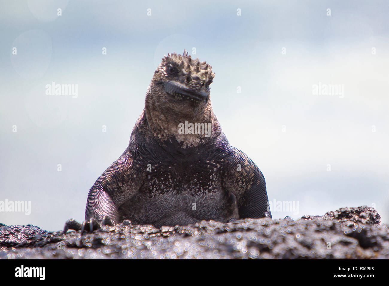 Einzigen marine Iguana stehend auf einem Felsen in der Nähe von Strand von Puerto Villamil auf Isla Isabela. Galapagos Inseln 2015. Stockfoto