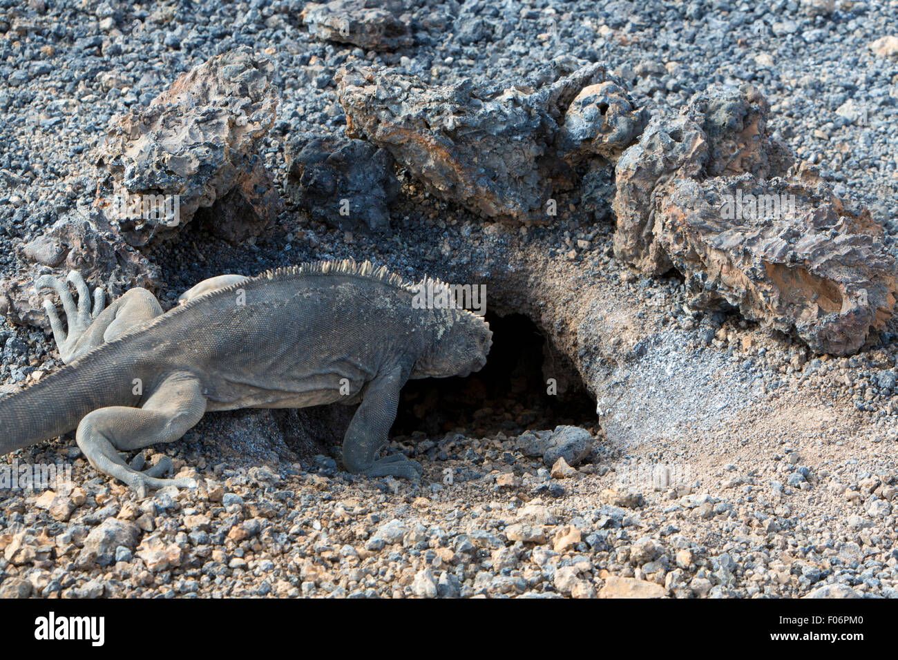 Leguan vor seinem Nest. Isla Isabela. Galapagos Insel. Ecuador-2015 Stockfoto