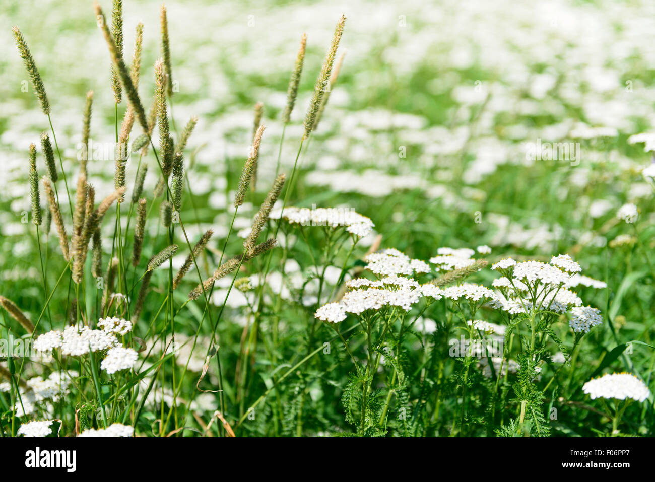 Üppiger Rasen Blumen natürlichen Hintergrund Stockfoto