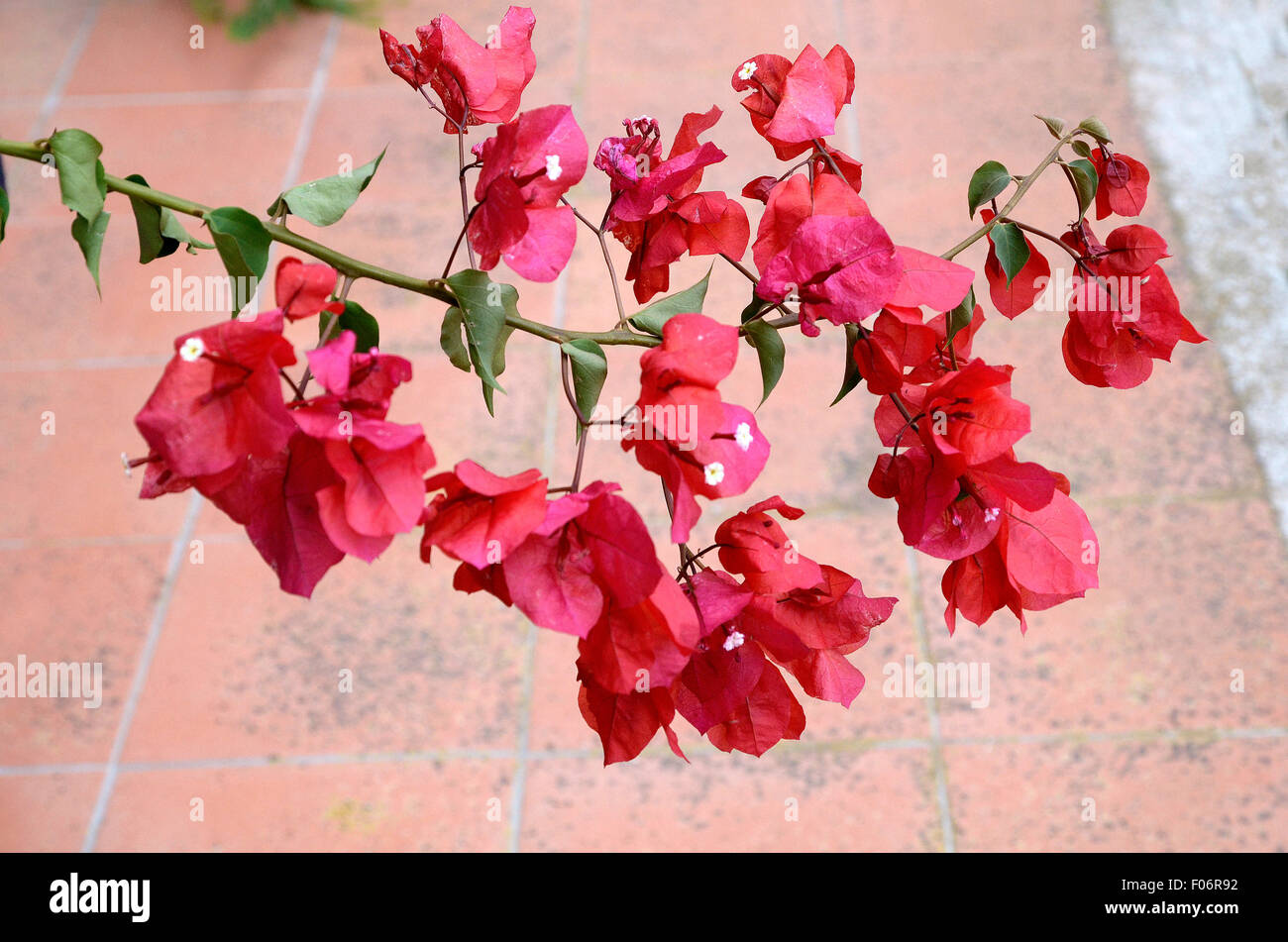 Sardinien Italien Bougainvillea Blüte. Stockfoto