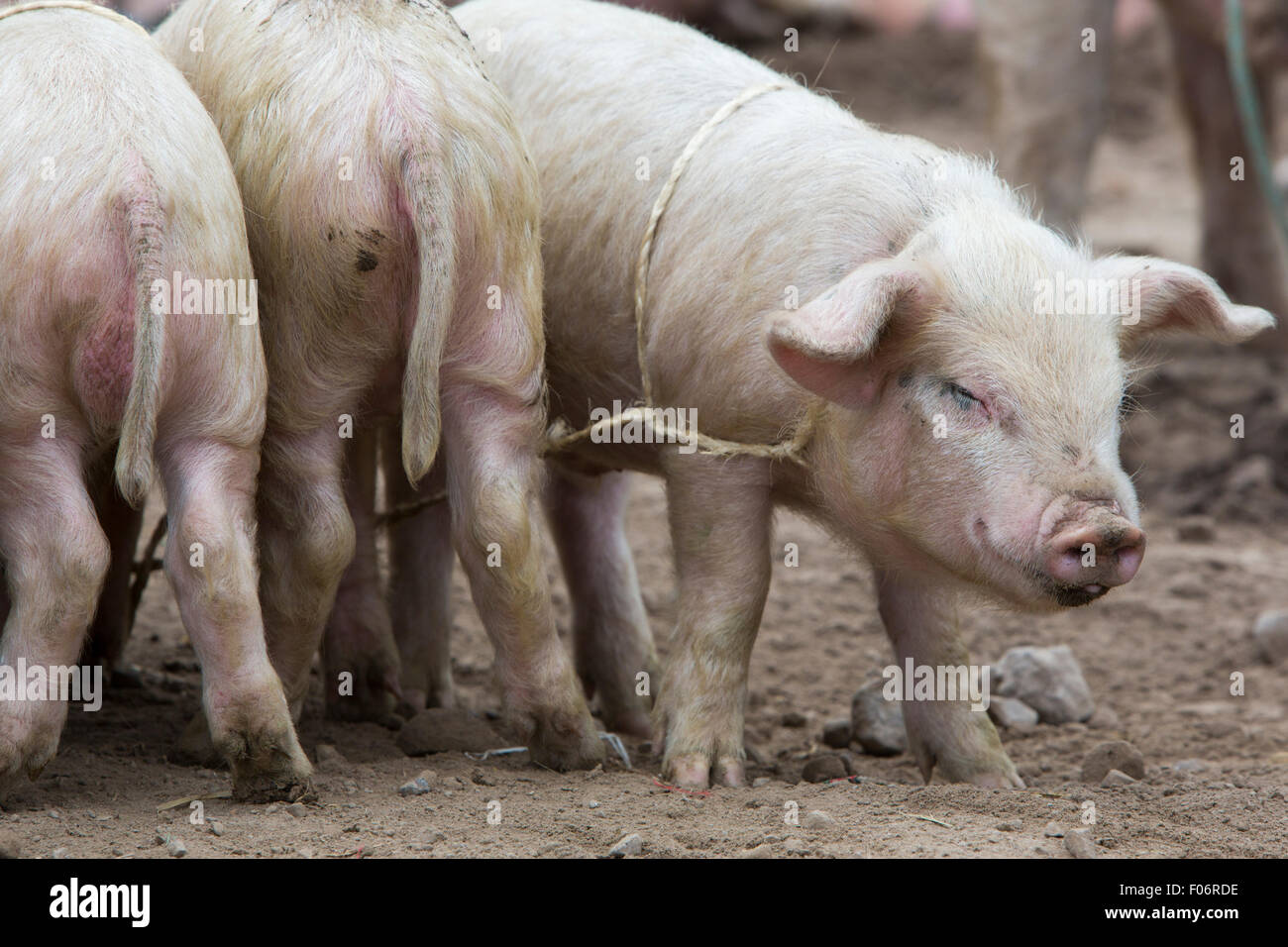 Gruppe von kleinen rosa Schweine suhlen im Schlamm auf ein outdoor live-Tier-Markt in Otavalo, Ecuador Stockfoto