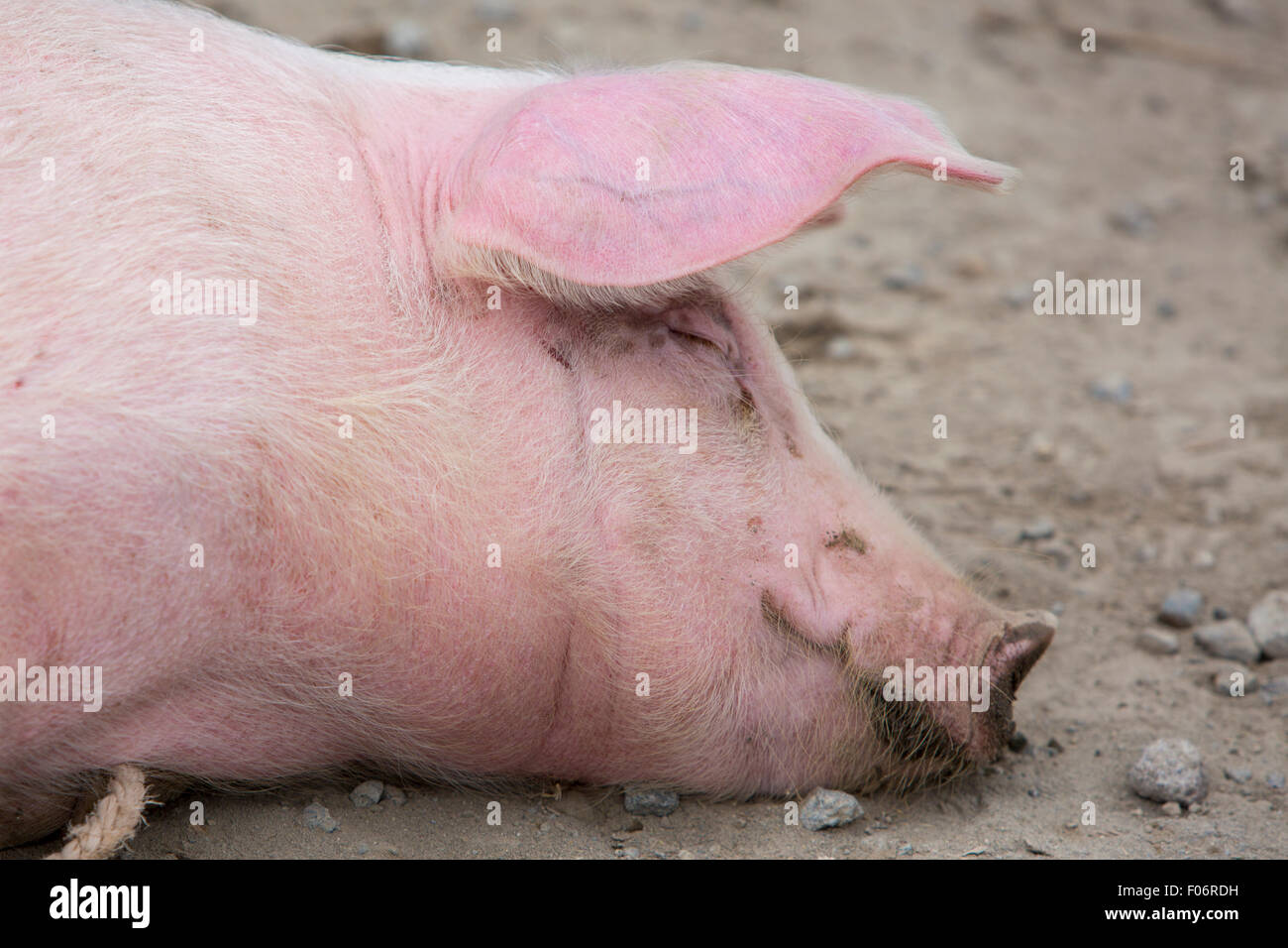 Einzigen rosa Schwein suhlen im Schlamm auf ein outdoor live-Tier-Markt in Otavalo, Ecuador Stockfoto