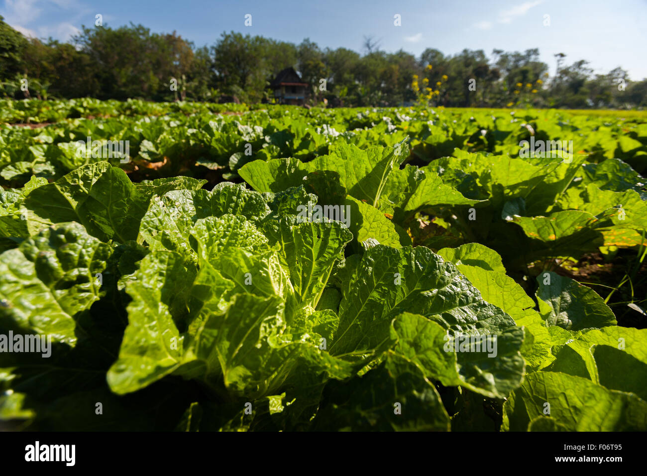 Senfgemüsefeld im Dorf Tegur Wangi, Pagar Alam, Südsumatra, Indonesien. Stockfoto