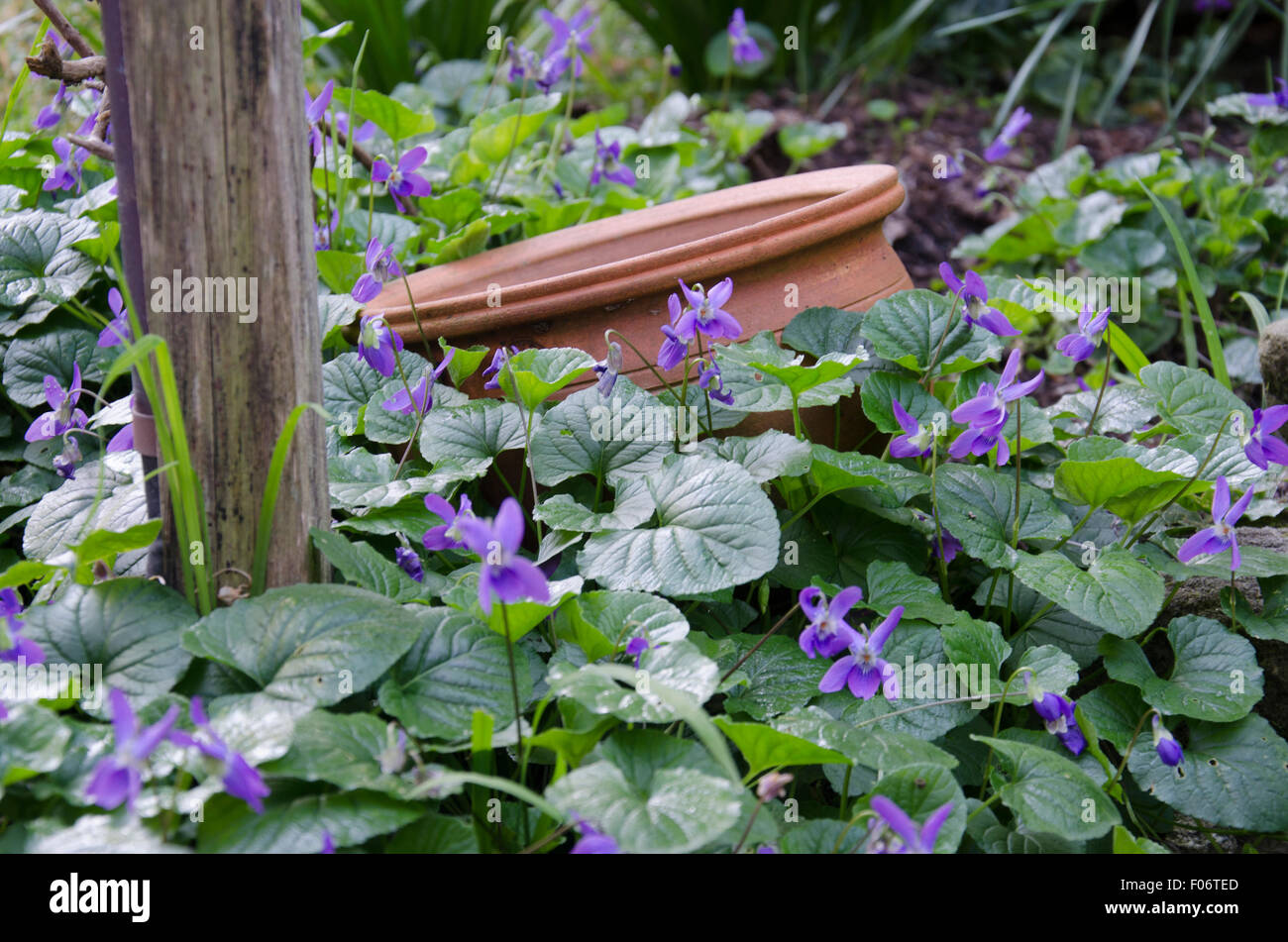 Ein terrakottatopf ist fast durch die umgebenden nativen Veilchen (Viola hederacea) in einem Garten im Hinterhof in Sydney begraben Stockfoto