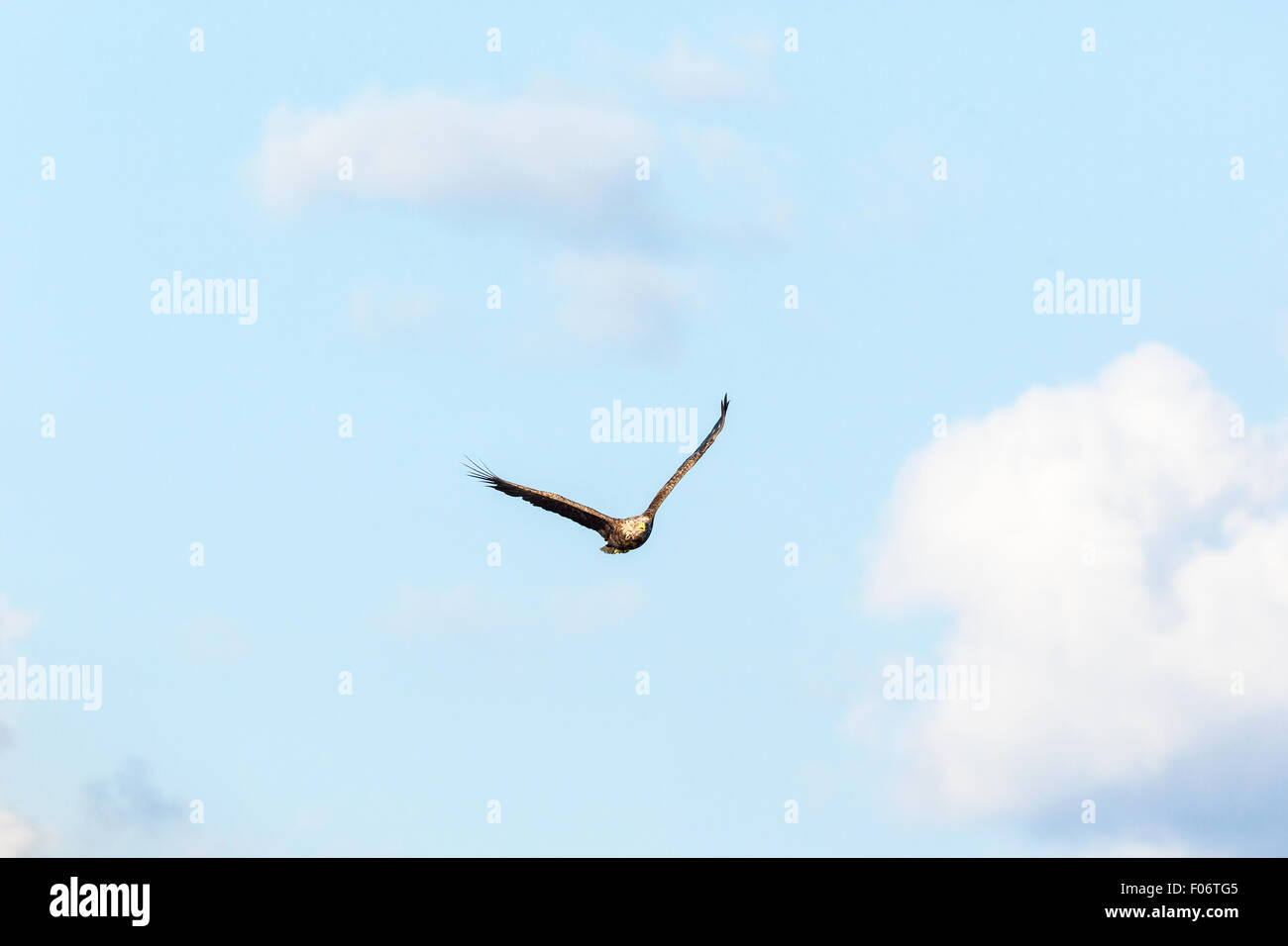 White-Tailed Eagle fliegen in den Himmel Stockfoto