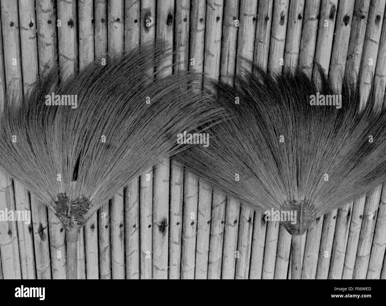 was kostet bambus Bambus schwarz - Phyllostachys nigra