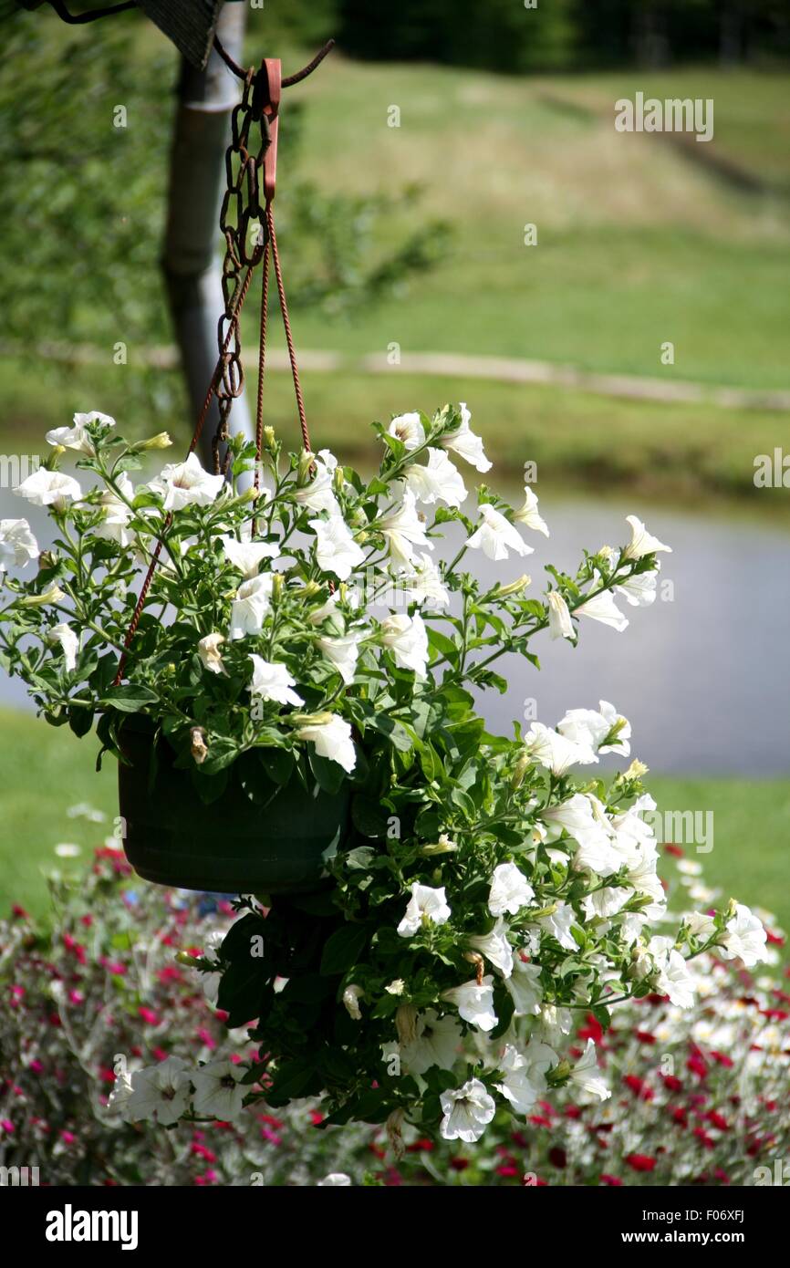 hängende Blumentöpfe Stockfoto