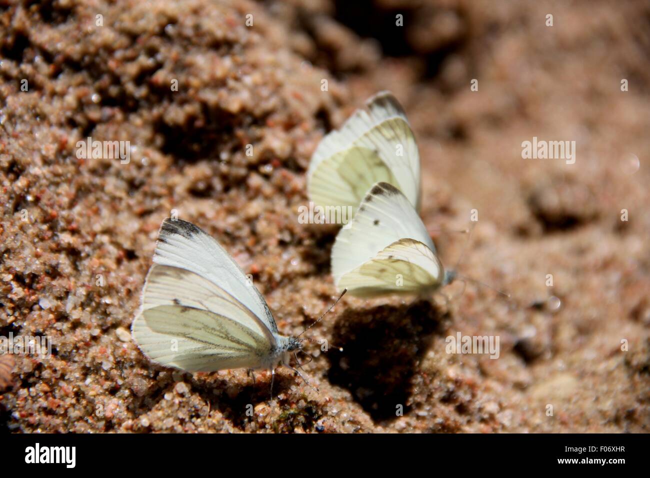 Schmetterlinge Stockfoto