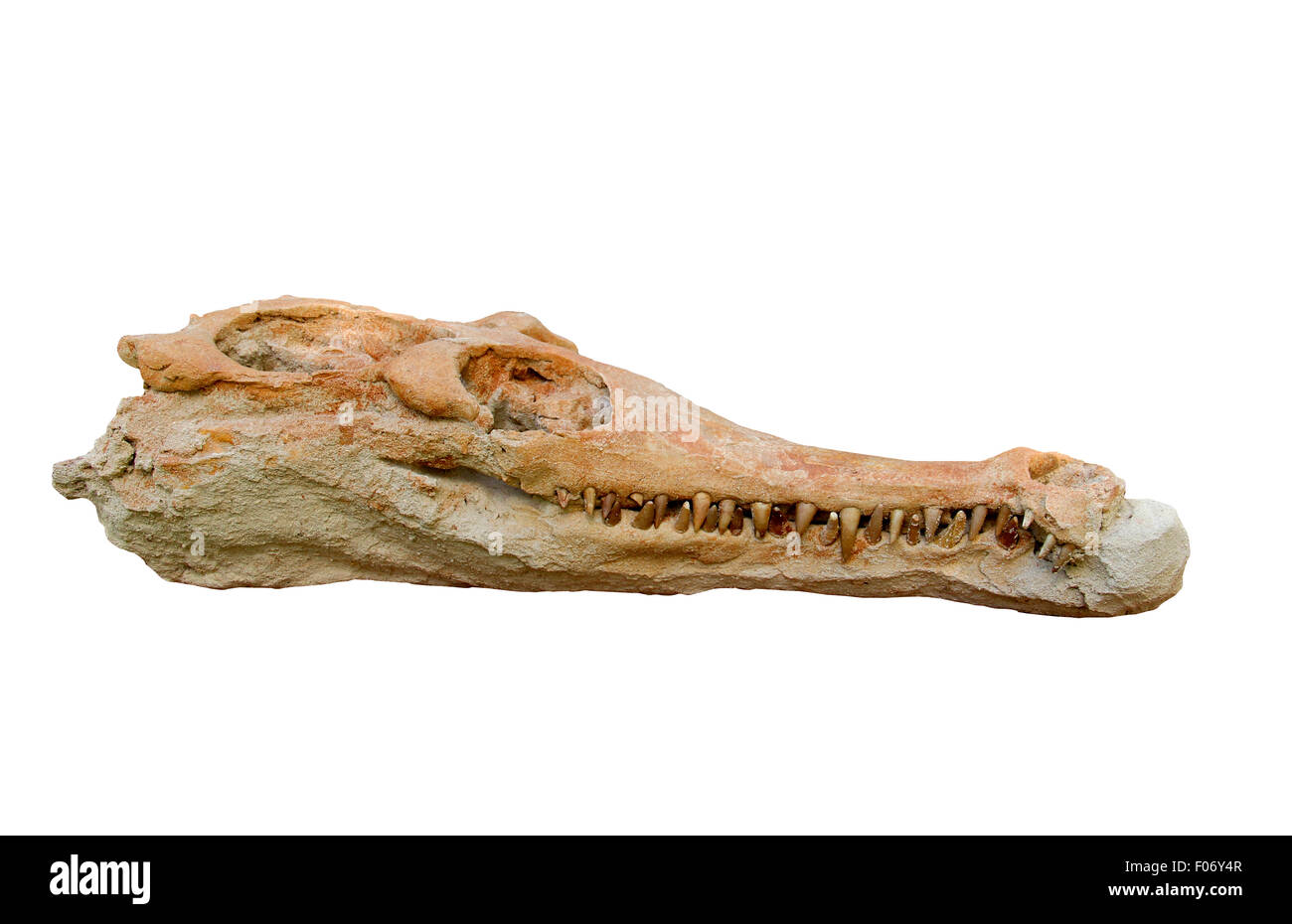 Krokodil-Fossil isoliert auf einem weißen Hintergrund Stockfoto