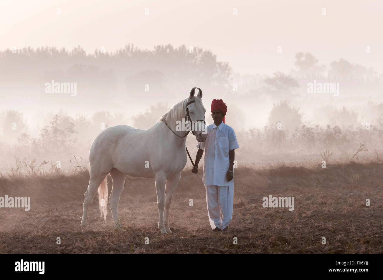 Indischer Mann steht neben seinem Marwari Pferd im Morgengrauen in einem Feld mit Bäumen und Nebel im Hintergrund Stockfoto