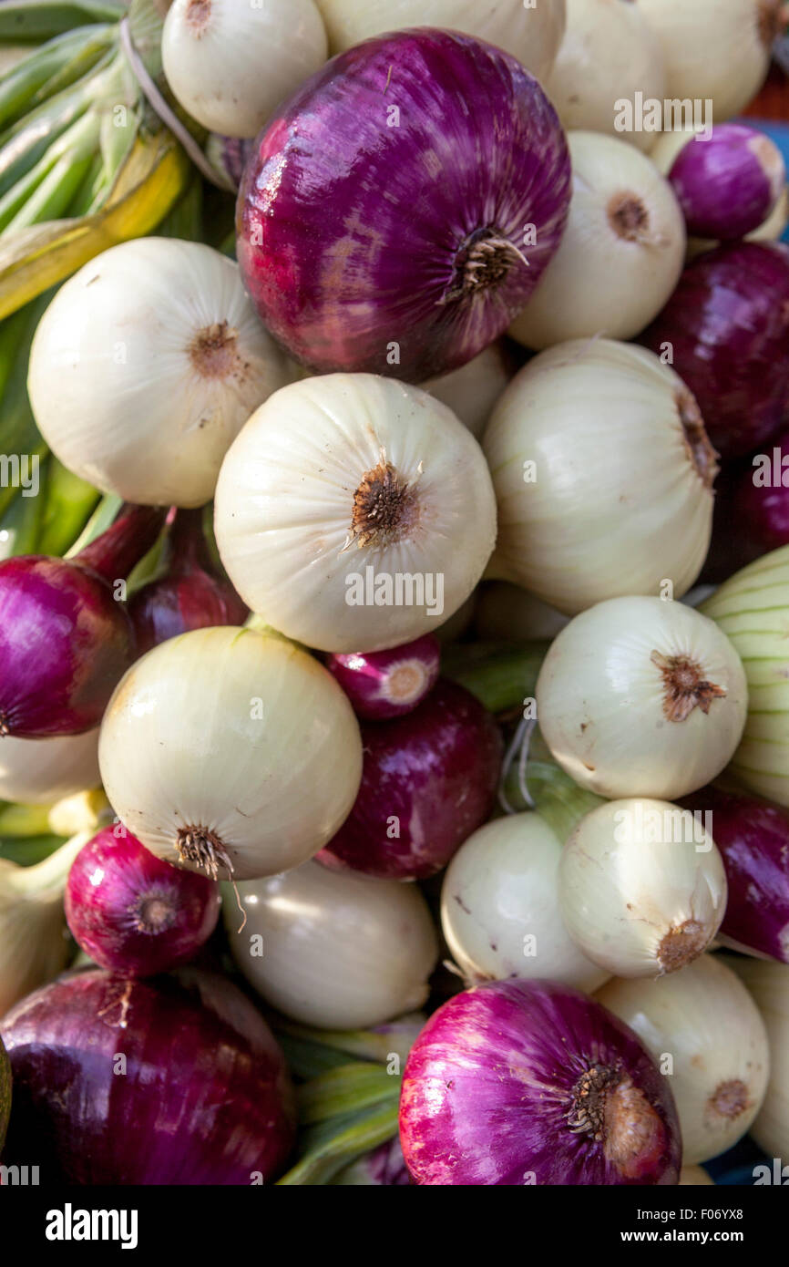 Zwiebel-Zwiebel-Haufen hängender Gemüsemarkt Stockfoto