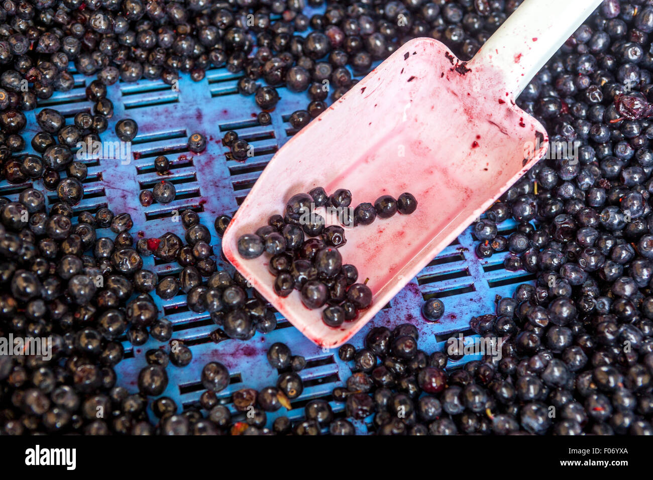 Heidelbeerfrüchte in Plastikbox und Löffel auf Bauernmarkt Blaubeeren Heidelbeeren zum Verkauf Stockfoto