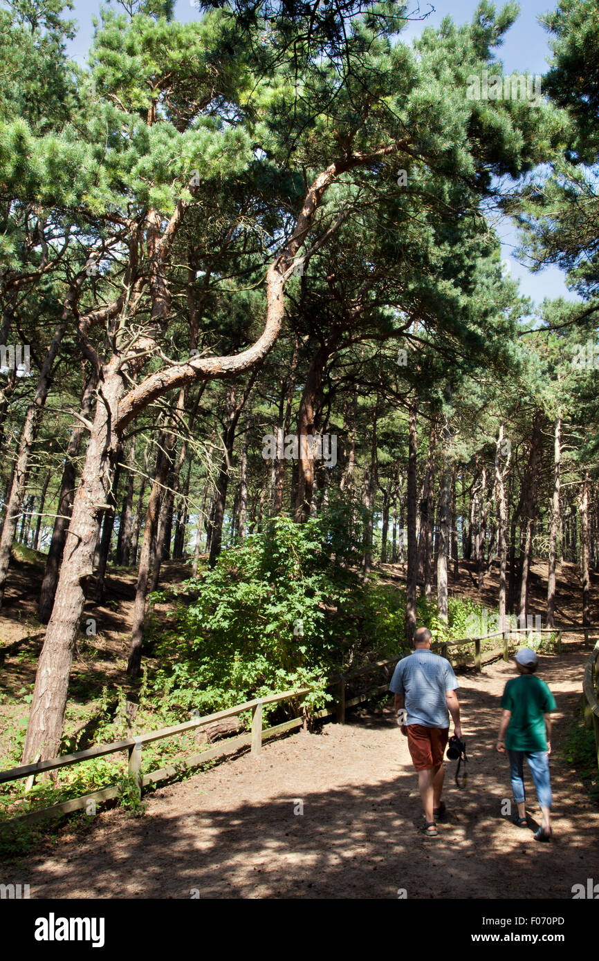 Pinewoods Wildlife Habitat im Freshfield Reserve des National Trust, Formby, Merseyside, Großbritannien. August 2015. Touristen besuchen das Formby Squirrel Nature Reserve, um die roten Eichhörnchen in ihrer natürlichen Umgebung zu sehen und an einem herrlichen Sommernachmittag kilometerlange Spaziergänge an der Küste zu genießen. Stockfoto