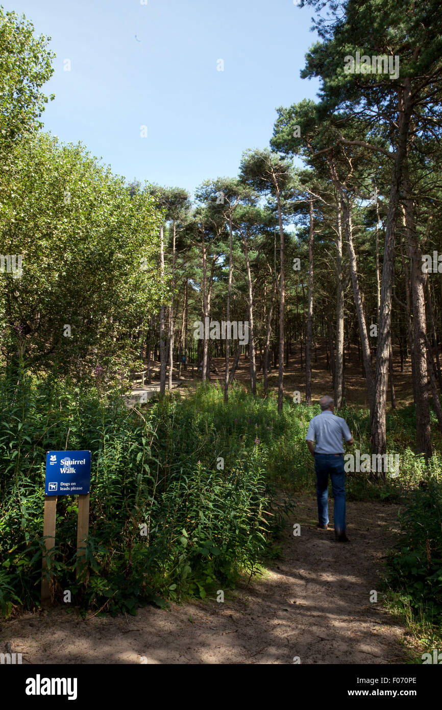 Pinewoods Wildlife Habitat im Freshfield Reserve des National Trust, Formby, Merseyside, Großbritannien. August 2015. Touristen besuchen das Formby Squirrel Nature Reserve, um die roten Eichhörnchen in ihrer natürlichen Umgebung zu sehen und an einem herrlichen Sommernachmittag kilometerlange Spaziergänge an der Küste zu genießen. Stockfoto