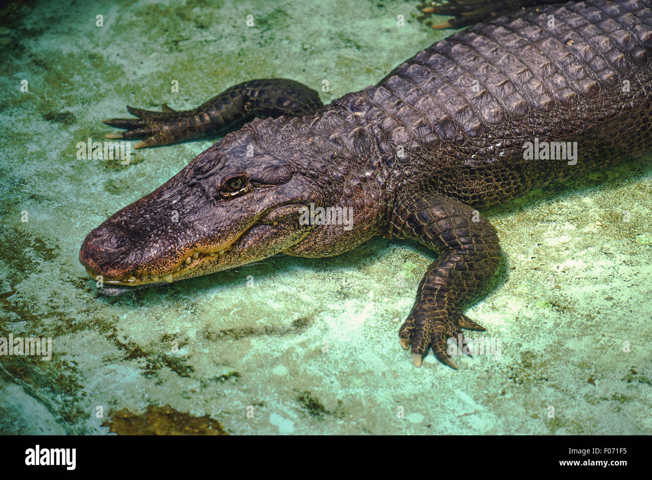 Krokodil Verlegung auf dem Boden des Beckens im Zoo. Stockfoto