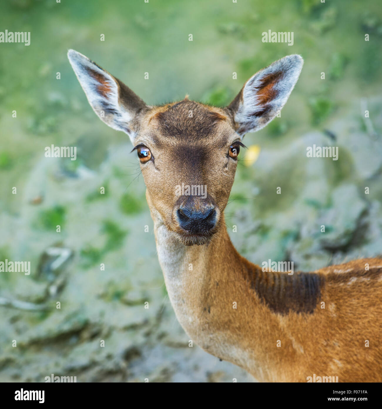 Schöne junge Damhirsche, wildes Tier in natürlicher Umgebung Blick in die Kamera Stockfoto