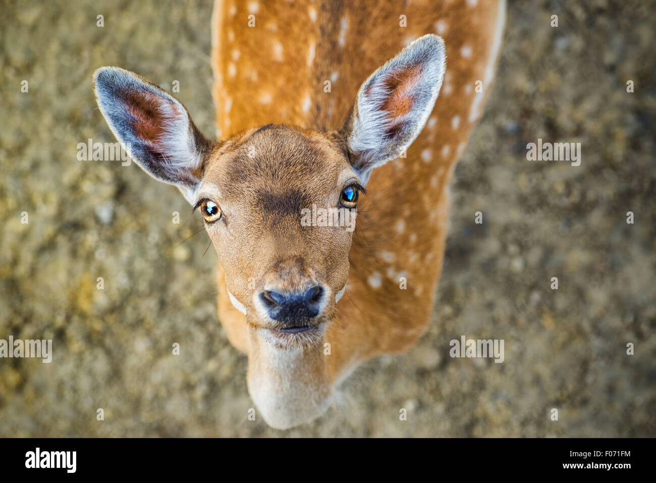 Schöne junge Damhirsche, wildes Tier in natürlicher Umgebung Blick in die Kamera Stockfoto