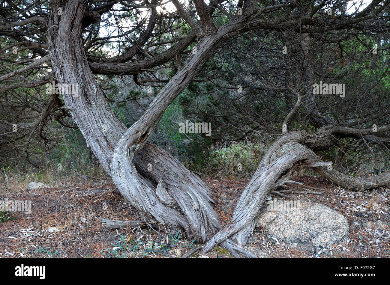 Costa Paradiso, Sardinien, Italien: ein Baum durch den Wind gedreht. Stockfoto