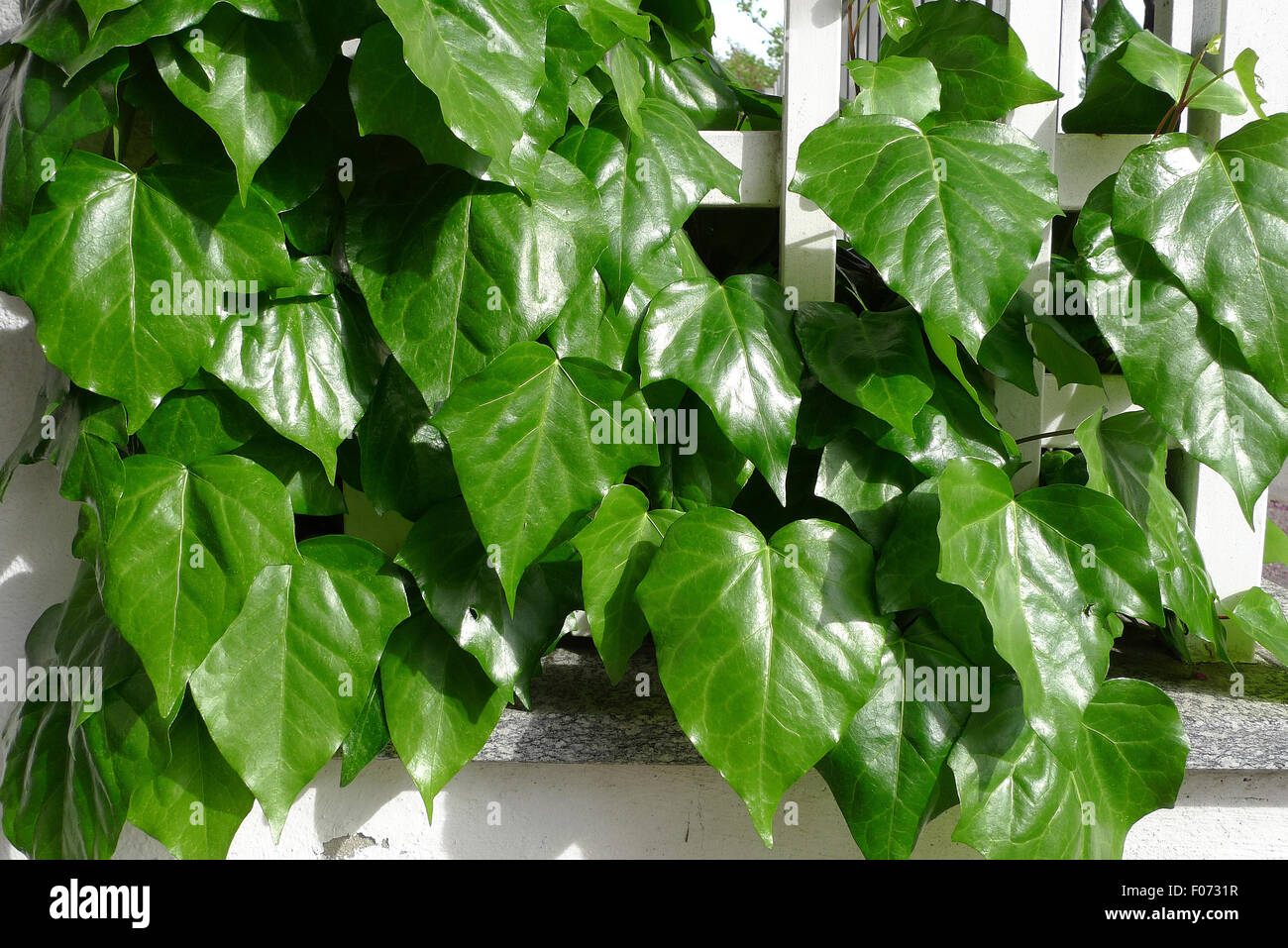 Efeu blatt -Fotos und -Bildmaterial in hoher Auflsung  Alamy