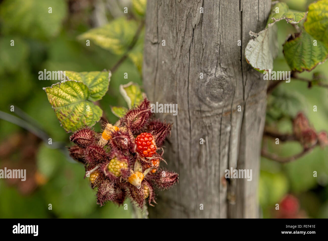 Rubus Phoenicolasius wächst in den historischen Garten Aalsmeer, einen botanischen Garten in Aalsmeer, Nordholland, Niederlande. Stockfoto