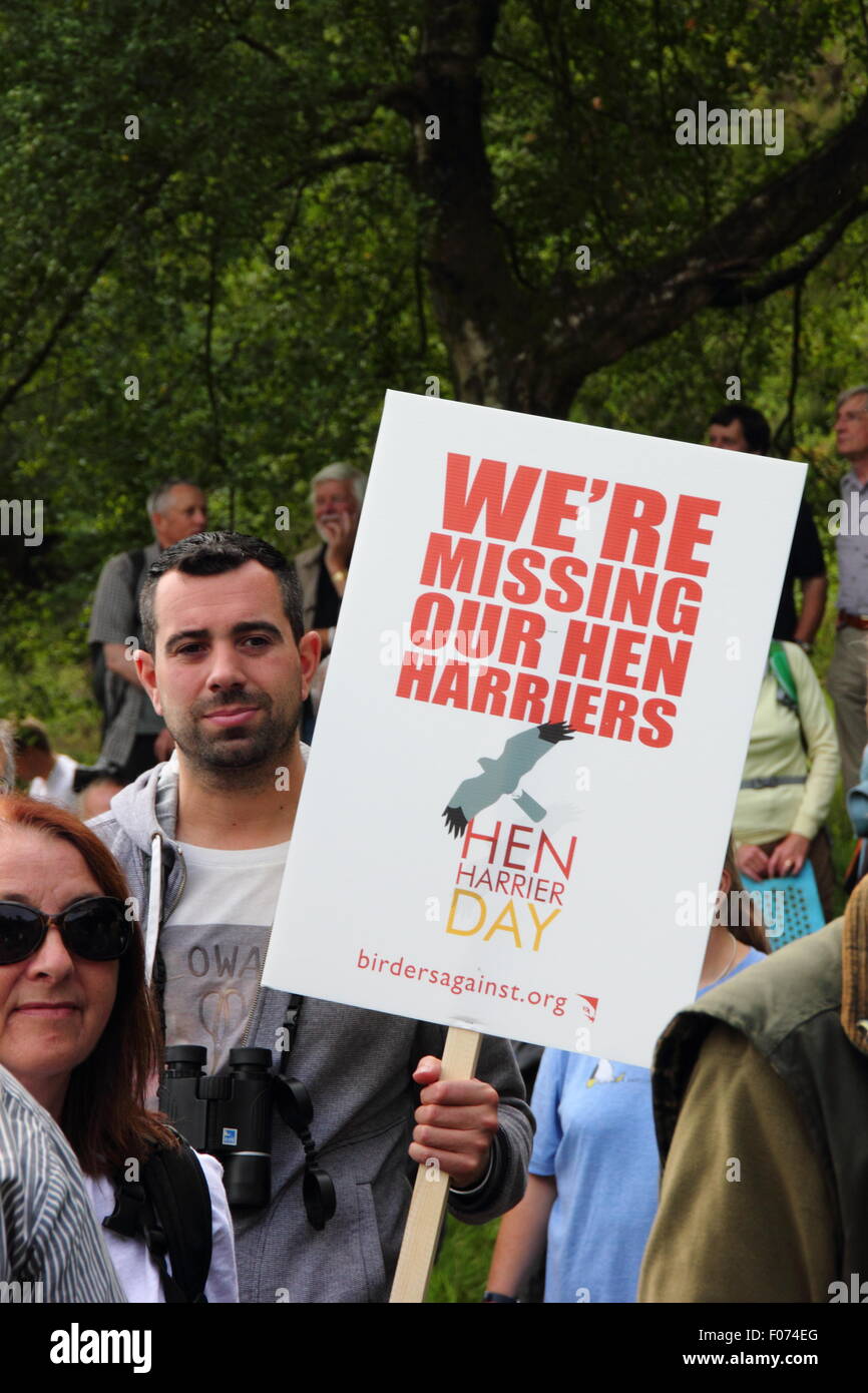 Goyt Valley, Peak District, UK. 9. August 2015. Mitkämpfer, einschließlich Broadcaster, Chris Packham und Umweltschützer, Dr. Mark Avery Kundgebung an Goytsclough Steinbruch in der Nähe von Buxton illegale Verfolgung von Henne Geländeläufer zu verurteilen. Mitkämpfer sagen, den Raubvogel war "gemeinsamen und weit verbreitet", sondern "lentless Verfolgung" als "cataclysmic Fallen' in Zahlen bedeutet. Packham sagte die Kornweihe hat ein "Totemistischen Symbol für etwas, die schleichend falsch ist mit unserer Landschaft und ihrer Misshandlung zu werden". Die Veranstaltung ist eine von sieben, die heute in ganz Großbritannien. Quelle: Deborah Vernon/Alamy leben Nachrichten Stockfoto