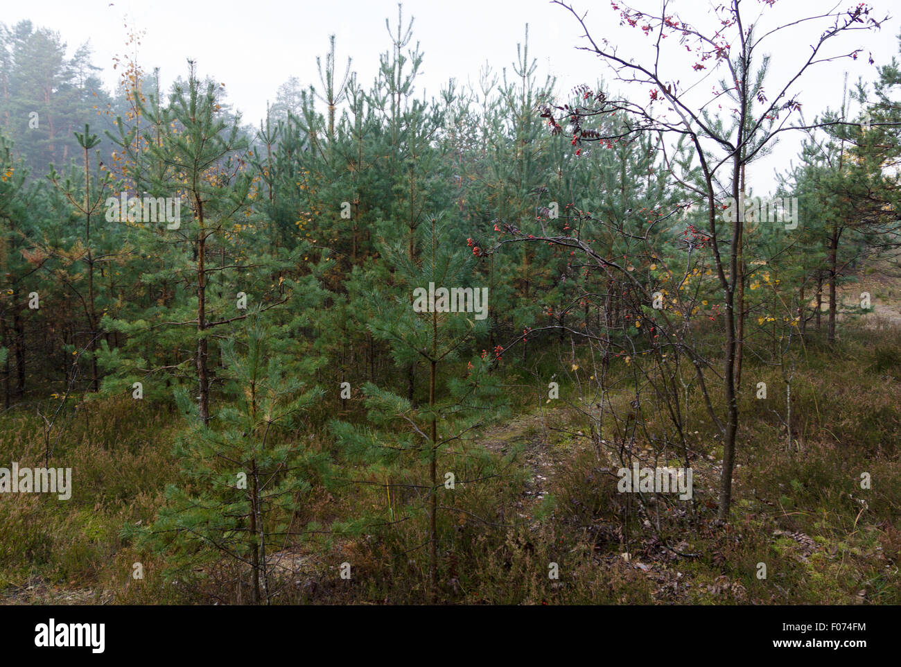 Bäume im Herbst Holz stehen und warten für den winter Stockfoto