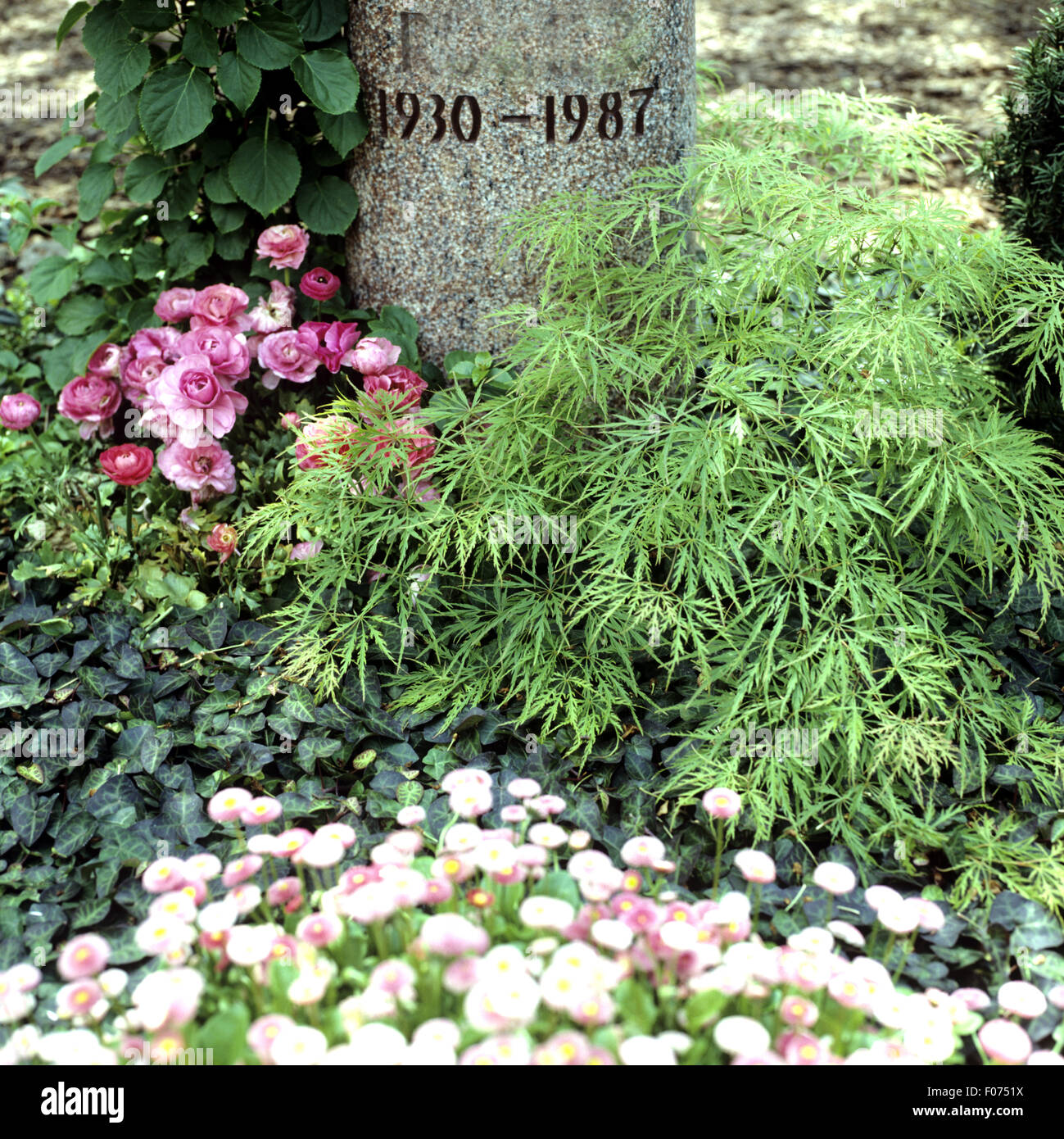 Grabbepflanzung; Faecherahorn, Stockfoto
