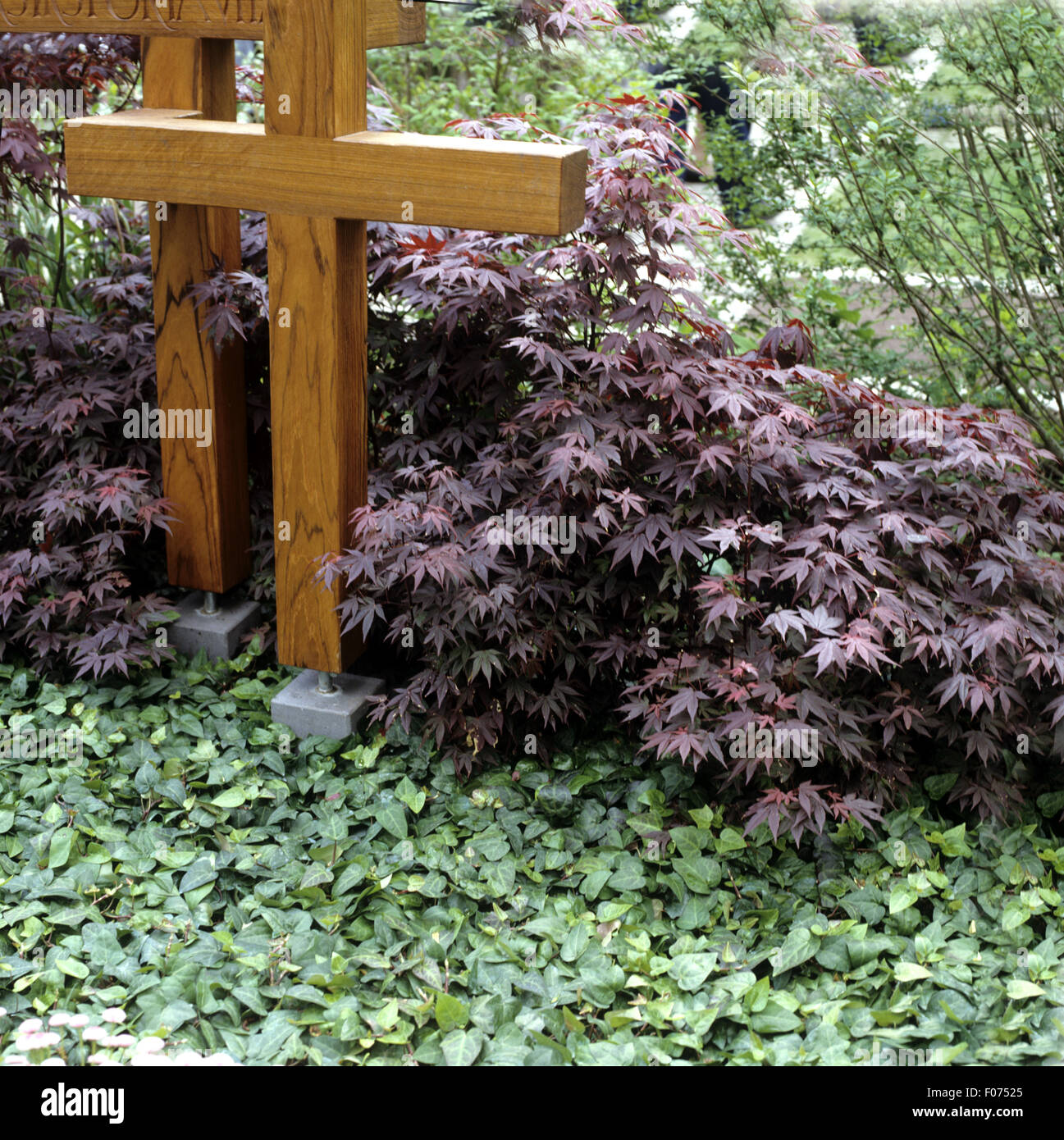 Grabbepflanzung, Faecherahorn Stockfotografie - Alamy
