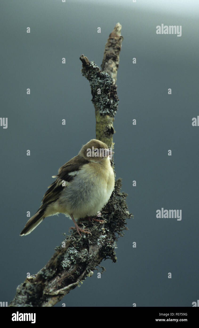 Buchfink im Profil rechts genommen thront auf Flechten bedeckt Zweig blaue Himmel Stockfoto