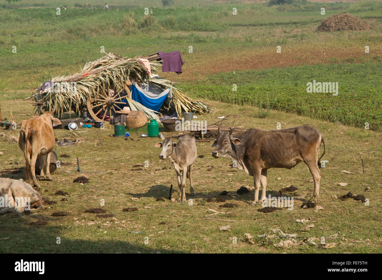 Asien, MYANMAR (BURMA), Mandalay, Bauern mit Vieh außerhalb der Stadt Stockfoto