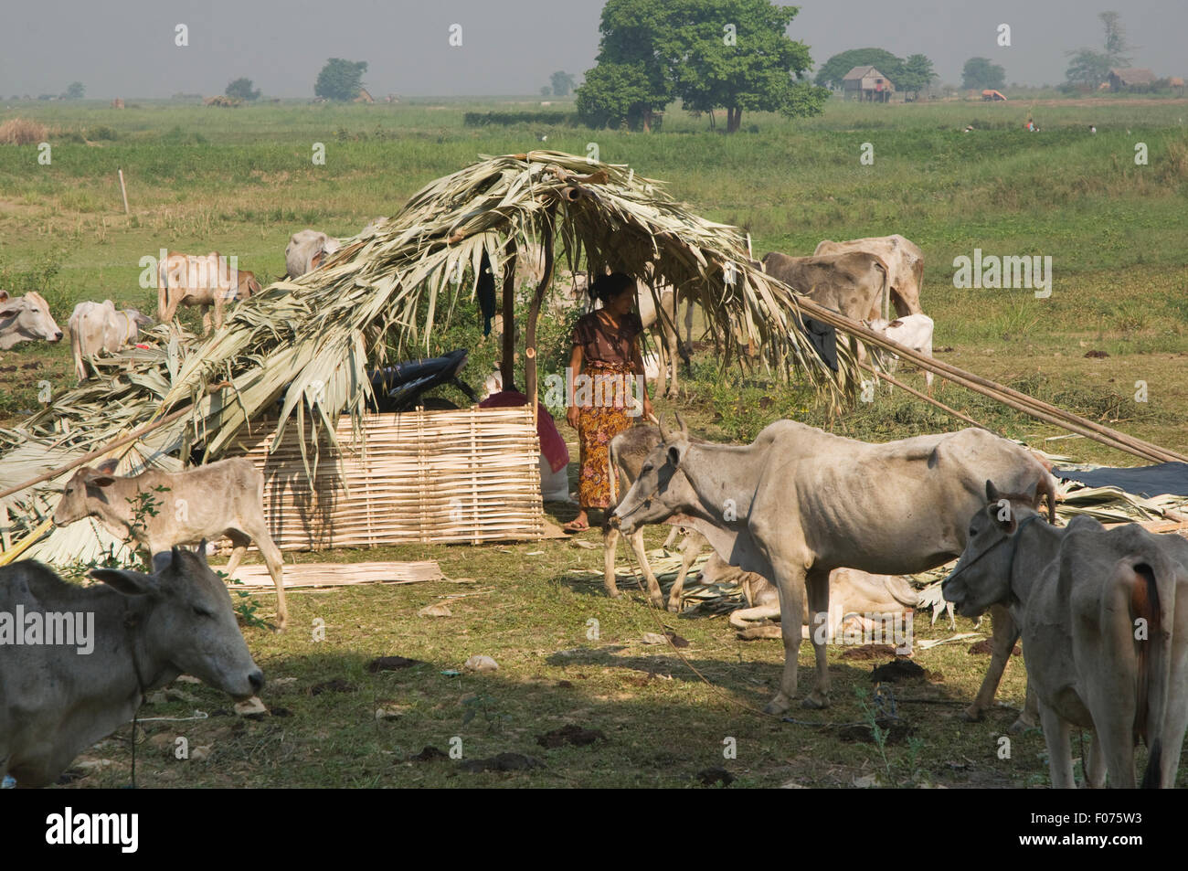 Asien, MYANMAR (BURMA), Mandalay, Bäuerin mit Rindern außerhalb der Stadt Stockfoto