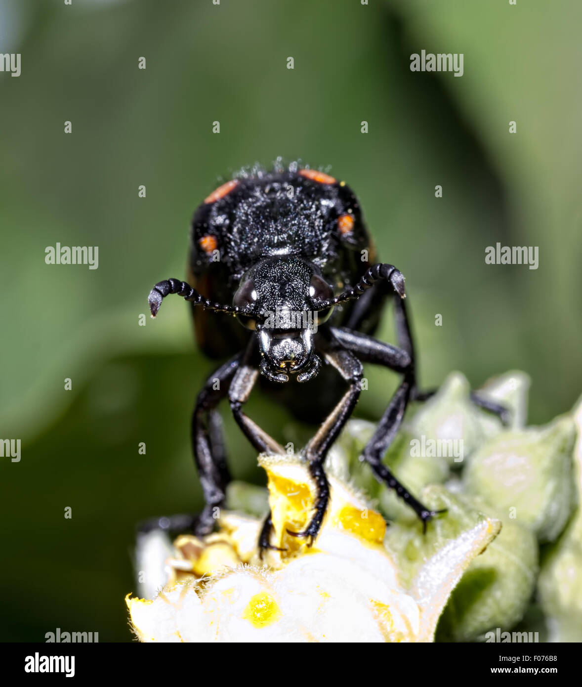 Blister Beetle oder Borsten Käfer Stockfoto