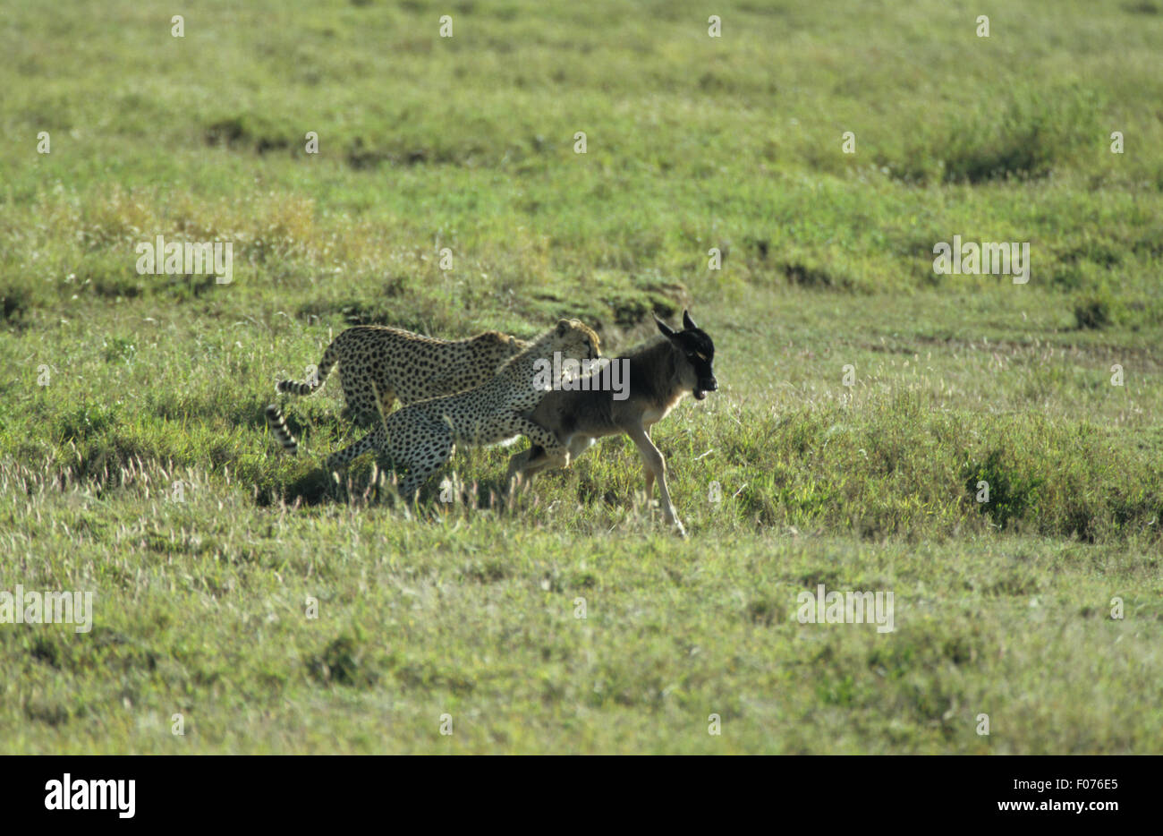 Zwei junge Geparden spielen Jagd mit jungen Gnus auf Serengeti Rasen landet Stockfoto